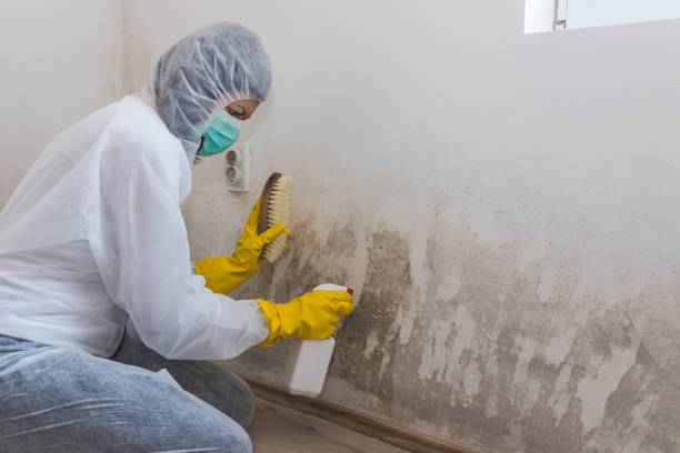 Best Mold Damage Restoration  in Arlington, OH